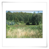 das Sumpfland