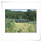 der Orkwald