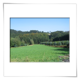 Wiese 1