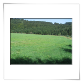 Wiese 2