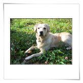 der Schlosshund