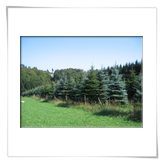 der Wald der Untoten